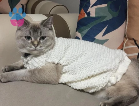 BRİTİSH SHORTHAİR KEDİME EŞ ARIYORUM