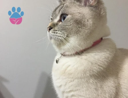 BRİTİSH SHORTHAİR KEDİME EŞ ARIYORUM