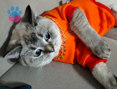 BRİTİSH SHORTHAİR KEDİME EŞ ARIYORUM