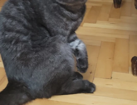 Scottish Fold kızımıza - 118974276