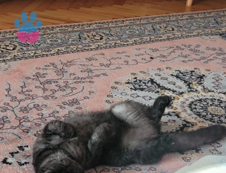 Scottish Fold kızımıza