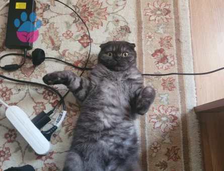 Scottish Fold kızımıza