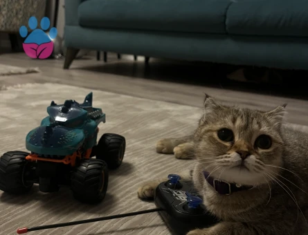 Kedime eş arıyorum