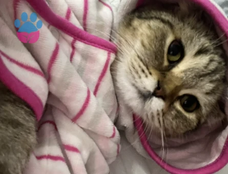 Kedime eş arıyorum