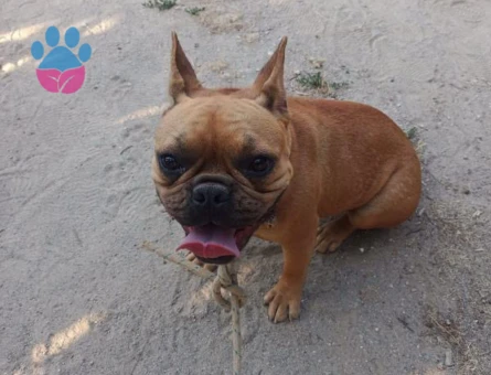 3 yaşındaki kızımıza eş arıyorum acil