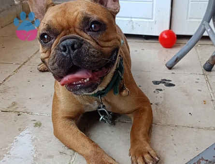 3 yaşındaki kızımıza eş arıyorum acil