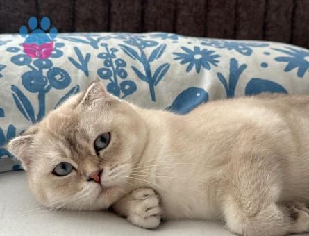 Scottish Fold Silver Shaded