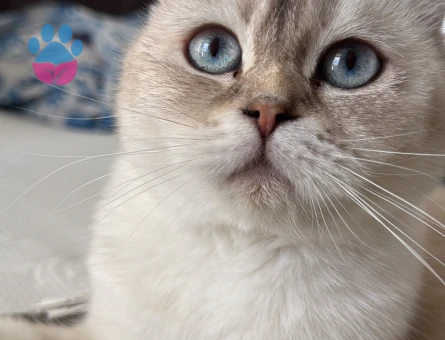 Scottish Fold Silver Shaded