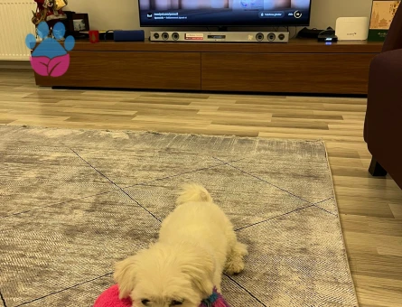 Maltese Erkek - Leo 2,5 Yaş