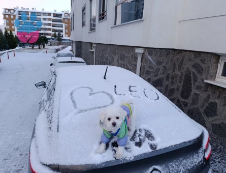 Maltese Erkek - Leo 2,5 Yaş