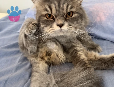 oğlumuza gelin arıyoruz:)