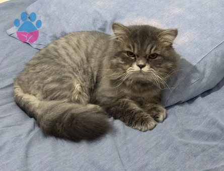 oğlumuza gelin arıyoruz:)