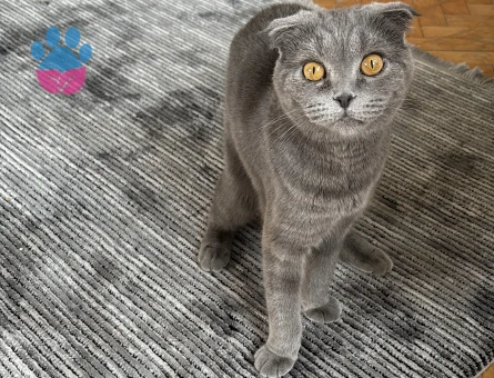 2 Yaşındaki Şila'mıza eş arıyoruz