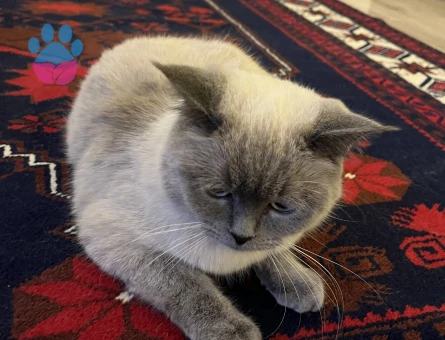 British Shorthair Kedilerime eş arıyorum