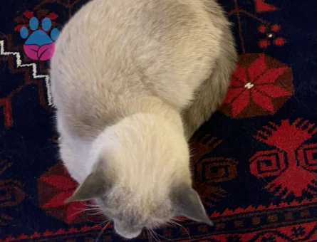 British Shorthair Kedilerime eş arıyorum