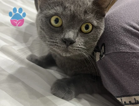 British Shorthair Kedilerime eş arıyorum