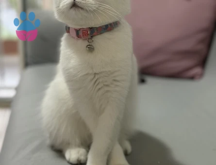 Scottish Fold Kızımıza eş arıyoruz