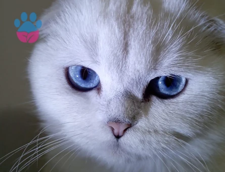 Scottish Fold Kızımıza eş arıyoruz