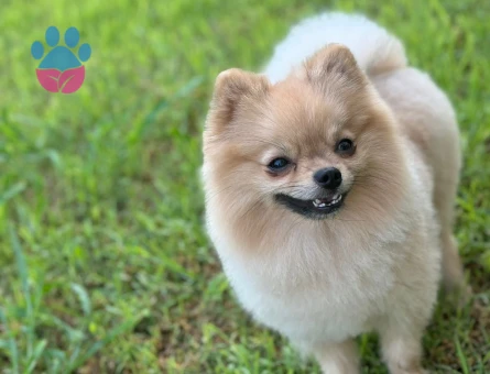 3 YASİNDAKİ ZERO CUP ERKEK POMERNIANIMA ES ARİYORUM