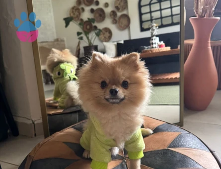 3 YASİNDAKİ ZERO CUP ERKEK POMERNIANIMA ES ARİYORUM