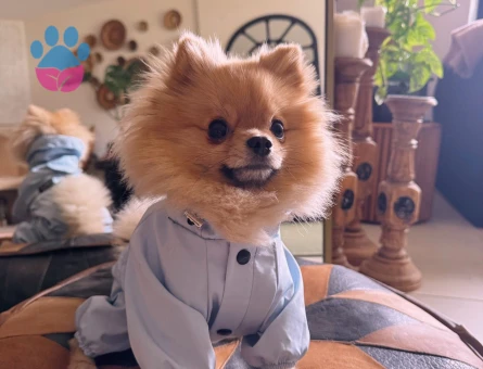 3 YASİNDAKİ ZERO CUP ERKEK POMERNIANIMA ES ARİYORUM