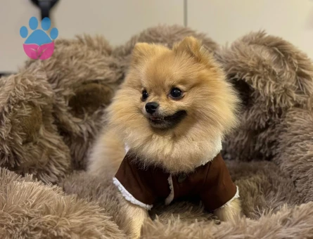 3 YASİNDAKİ ZERO CUP ERKEK POMERNIANIMA ES ARİYORUM