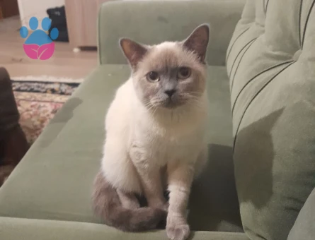 British Shorthair Bluepoint Kedim Eş Arıyor