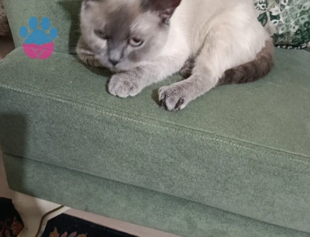 British Shorthair Bluepoint Kedim Eş Arıyor