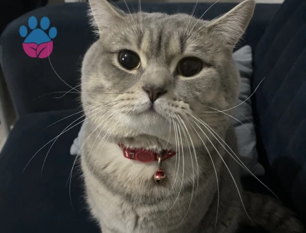 yakışıklı bademimize gelin arıyoruzz