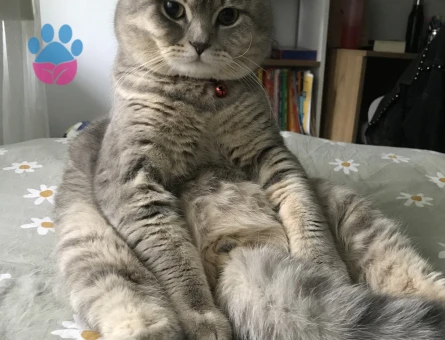 yakışıklı bademimize gelin arıyoruzz