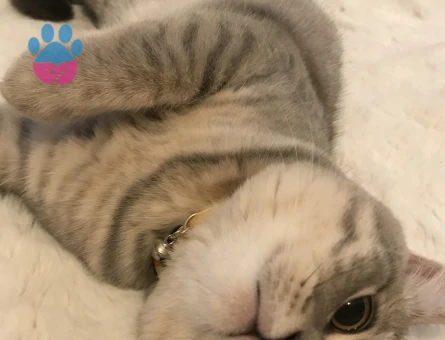 yakışıklı bademimize gelin arıyoruzz