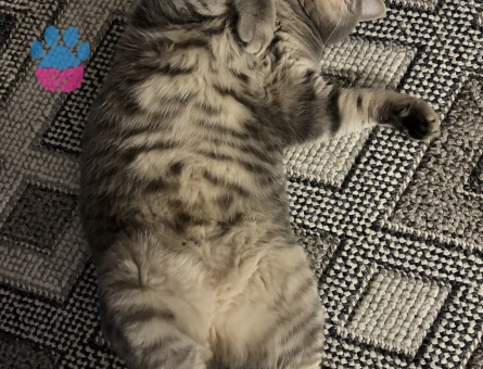 yakışıklı bademimize gelin arıyoruzz