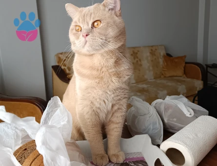 Golden British Shorthair kedimize eş arıyoruz