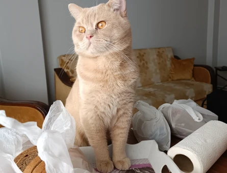 Golden British Shorthair kedimize eş arıyoruz - 118964980