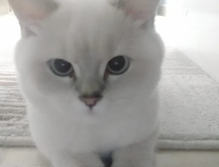 British Shorthair 1 Yaşında Kedim Eş Arıyor - 118964981