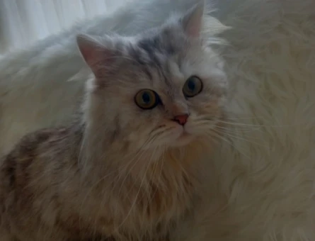 British Longhair 1 Yaşında Eş Arıyor - 118965029