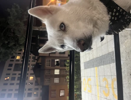 Husky Oğlumuza Eş Arıyoruz - 118965052