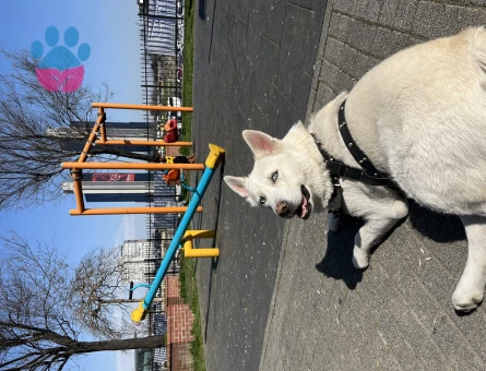 Husky Oğlumuza Eş Arıyoruz