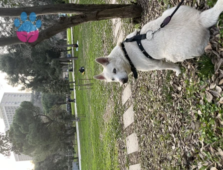 Husky Oğlumuza Eş Arıyoruz