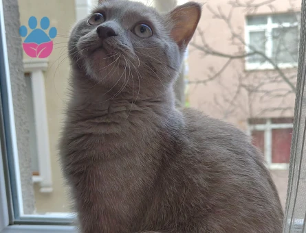 British Shorthair Oğlum Eş Arıyor