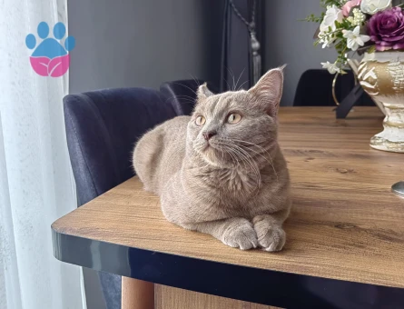 British Shorthair Oğlum Eş Arıyor