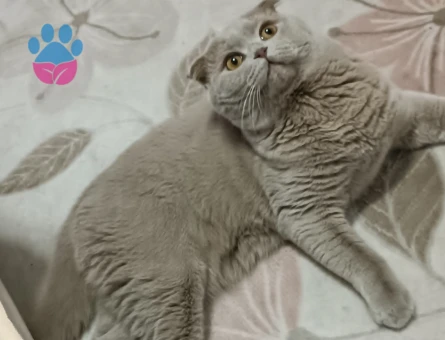 Scottish Fold 1 Yaşında Kedime Eş Arıyorum