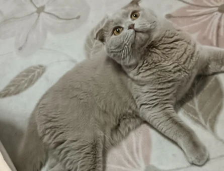 Scottish Fold 1 Yaşında Kedime Eş Arıyorum - 118965062
