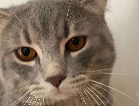 11 Aylık British Shorthair Oğluma Dişi Arıyorum - 118965063