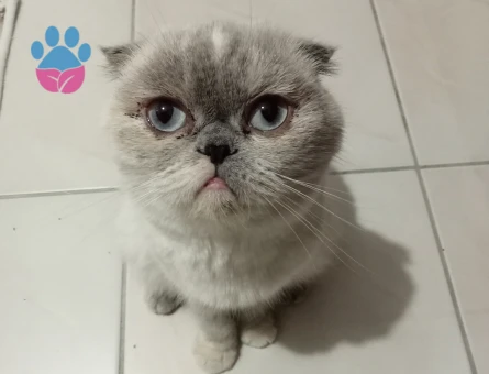 Scottish Fold 1 Yaşında Kedime Eş Arıyorum