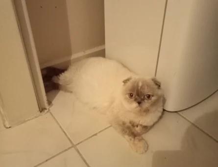 Scottish Fold 1 Yaşında Kedime Eş Arıyorum - 118965068