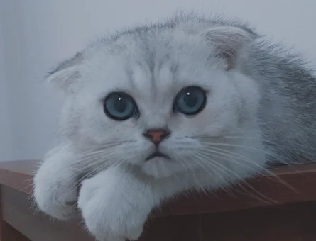 Scottish Fold Silver 1 Yaşında Eş Arıyor - 118965069