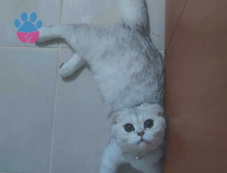 Scottish Fold Silver 1 Yaşında Eş Arıyor