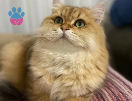 Çiftleşmeye hazır Britisg long hair golden erkek