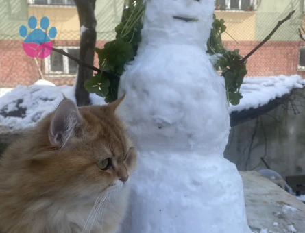 Çiftleşmeye hazır Britisg long hair golden erkek